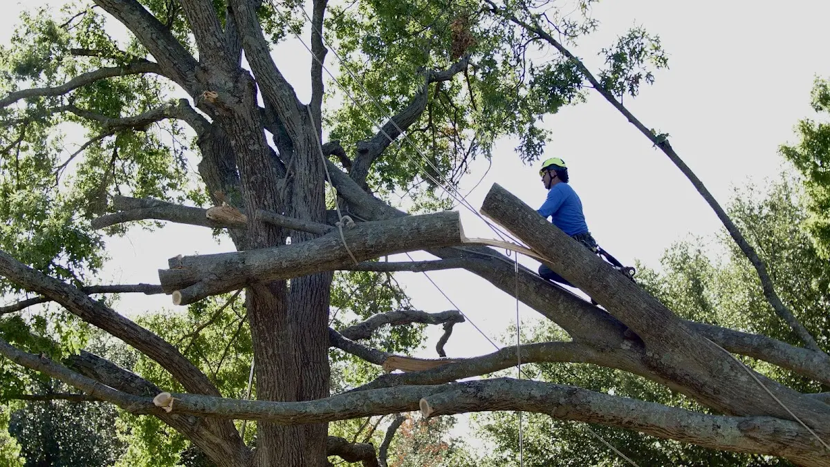 Professional Hazardous Tree Removal performed by certified arborists in Omaha